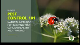 إتقان منع الآفات نصائح حول كيفية العناية بـ ملاذك المزدهر خاليًا من الآفات 6 إتقان مكافحة الآفات: تأمين ملاذك المزدهر