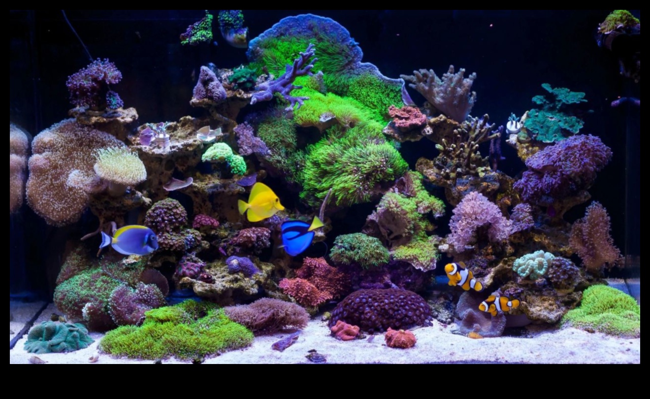 تابع DIY لخزان الأسماك: صياغة مناظر طبيعية ساحرة تحت الماء