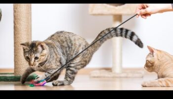 لياقة القطط: دمج التمارين في روتين قطتك