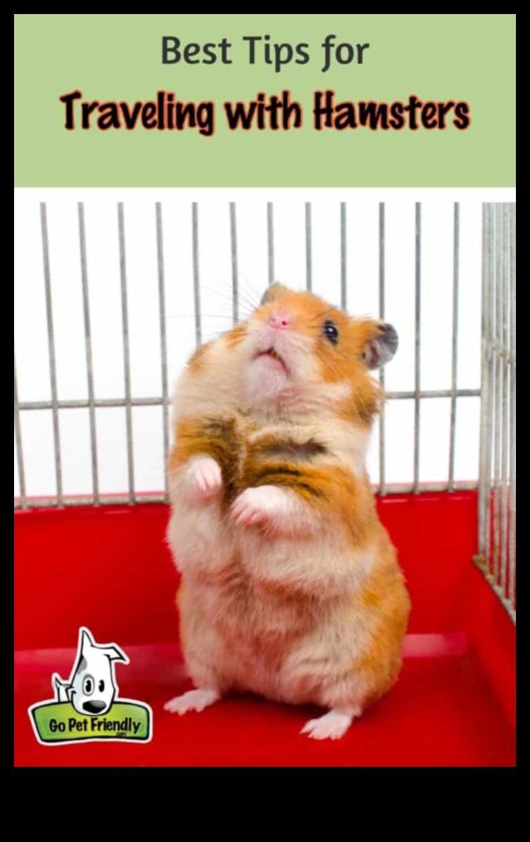 نصائح سفر الهامستر كيفية نقل حيوانك الأليف بأمان 3 نصائح سفر الهامستر: كيفية نقل حيوانك الأليف بأمان