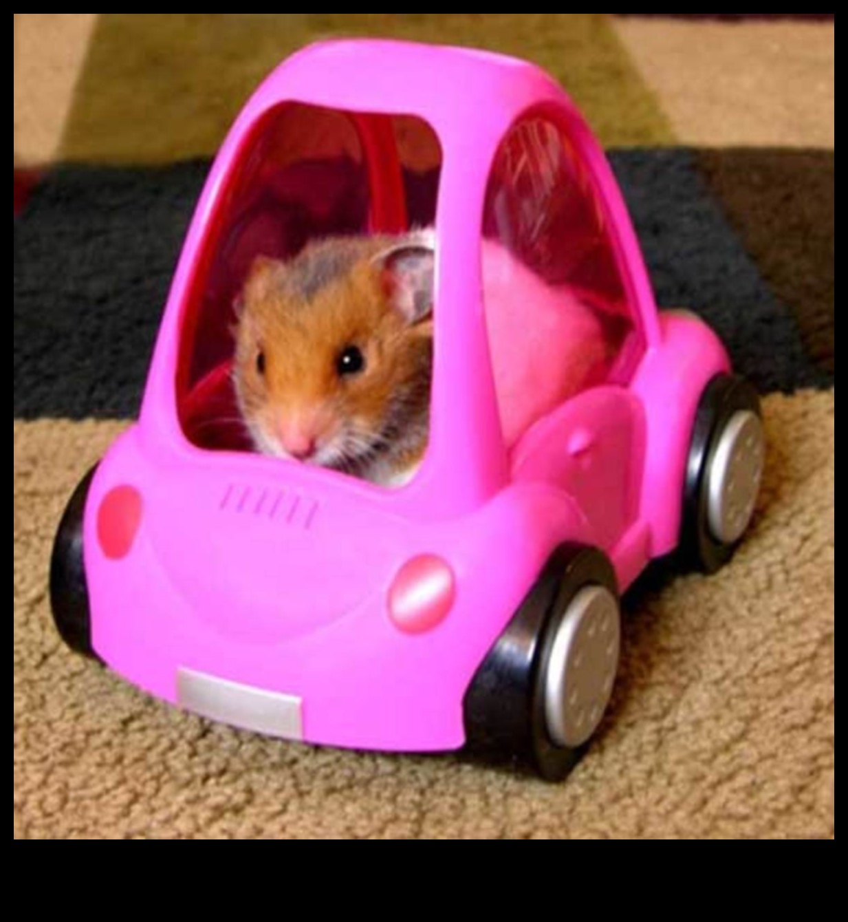 نصائح سفر الهامستر كيفية نقل حيوانك الأليف بأمان 2 نصائح سفر الهامستر: كيفية نقل حيوانك الأليف بأمان