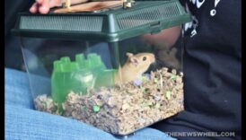 مؤشرات سفر الهامستر معرفة كيفية تبديل حيوانك الأليف بشكل سليم 6 نصائح سفر الهامستر: كيفية نقل حيوانك الأليف بأمان