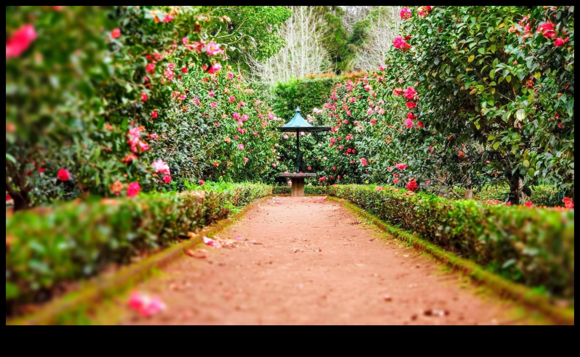 هروب داهية: صياغة الصفاء مع لهجات الحديقة الخارجية