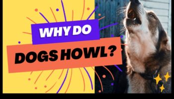 انسجام العواء: فهم ومعالجة نباح الكلاب