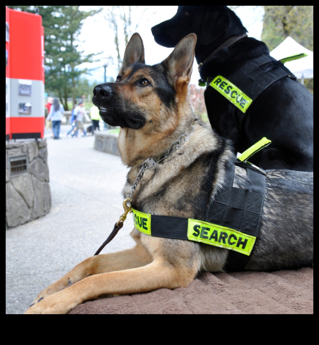 وظائف الكلاب: إطلاق العنان لإمكانات الكلاب العاملة