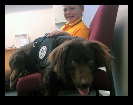 وظائف الكلاب: إطلاق العنان لإمكانات الكلاب العاملة