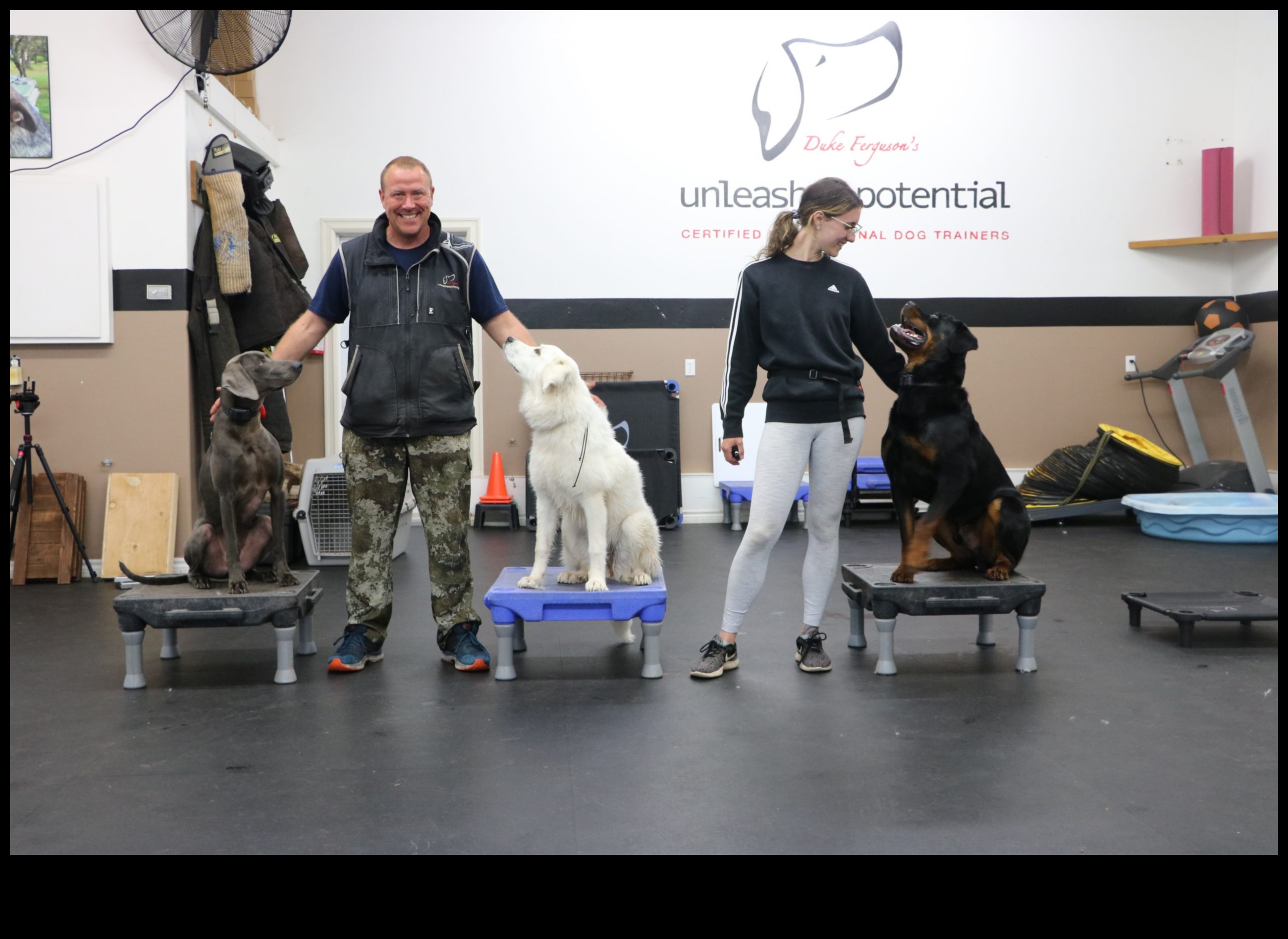 وظائف الكلاب: إطلاق العنان لإمكانات الكلاب العاملة