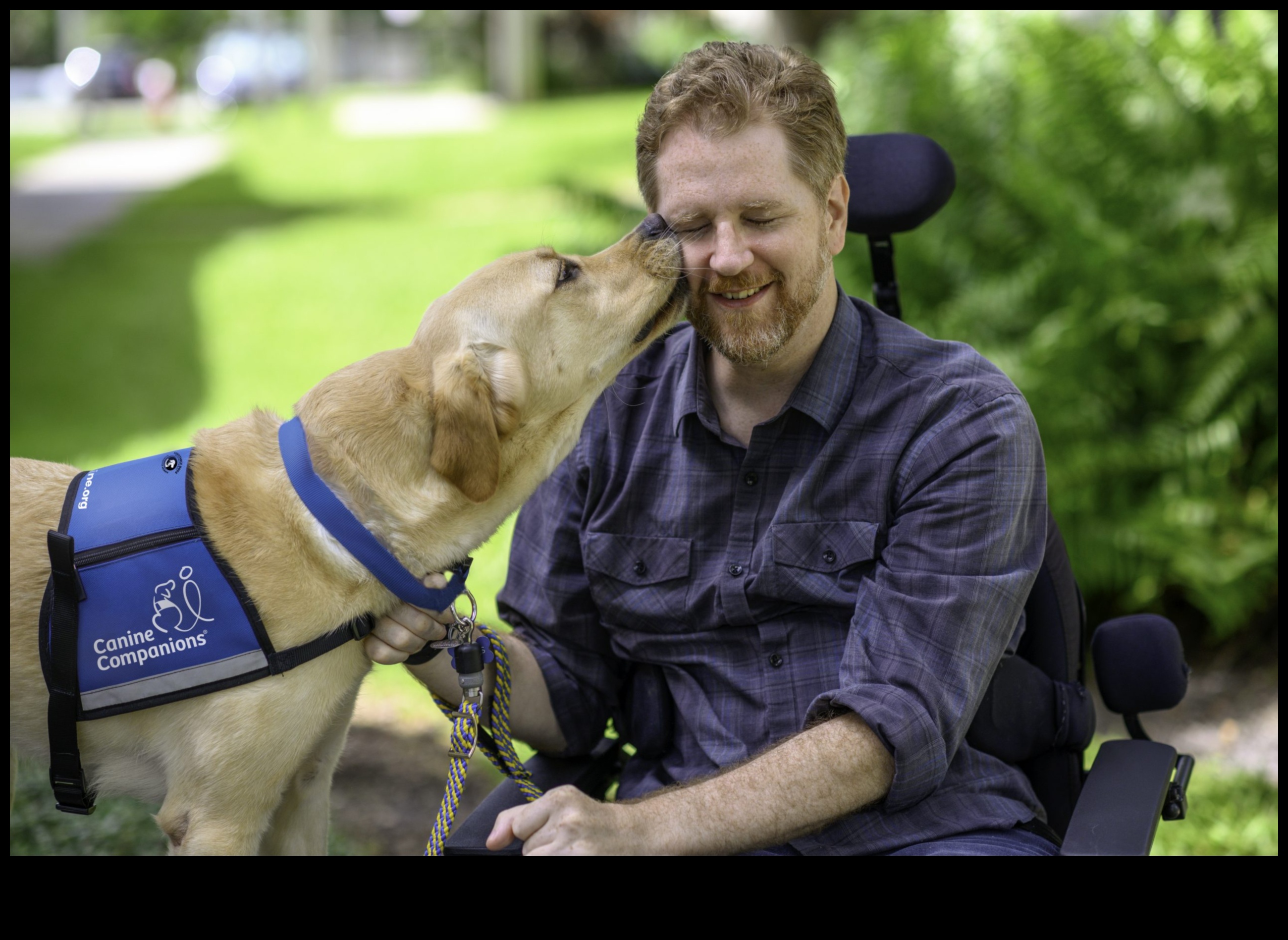 وظائف الكلاب: إطلاق العنان لإمكانات الكلاب العاملة