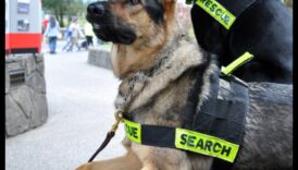 وظائف الكلاب تطلق العنان لإمكانات الكلاب العاملة 1 وظائف الكلاب: إطلاق العنان لإمكانات الكلاب العاملة