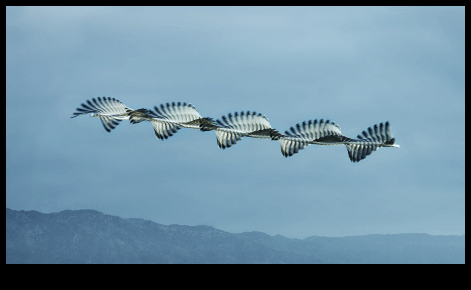 واصلت الطيور أثناء الطيران إتقان فن التحليق 2 استمرار الطيور في الرحلة: إتقان فن الارتفاع