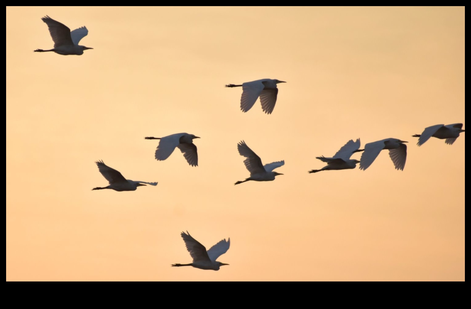 الطيور أثناء الطيران واصلت إتقان فن التحليق 3 استمرار الطيور في الرحلة: إتقان فن الارتفاع