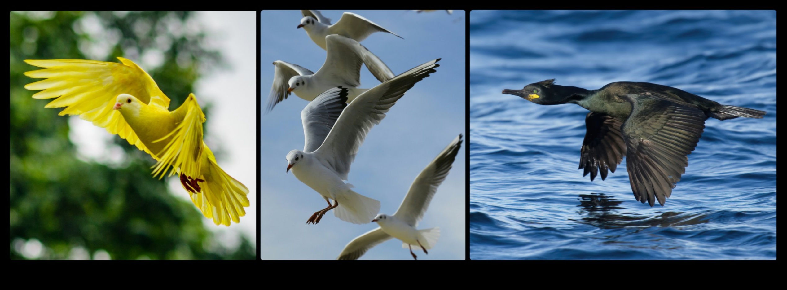 الطيور أثناء الطيران واصلت إتقان فن التحليق 5 استمرار الطيور في الرحلة: إتقان فن الارتفاع