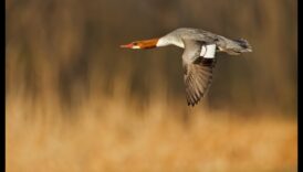 واصلت الطيور في سياق الطيران إتقان فن التحليق 4 استمرار الطيور في الرحلة: إتقان فن الارتفاع