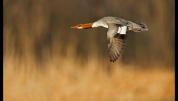 استمرار الطيور في الرحلة: إتقان فن الارتفاع