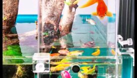 واصلت روعة إكسسوارات أحواض السمك الارتقاء بخزان الأسماك المحدد بك في آفاق جديدة 3 تابع روعة إكسسوارات أحواض السمك: إضافة الأناقة إلى حوض السمك الخاص بك