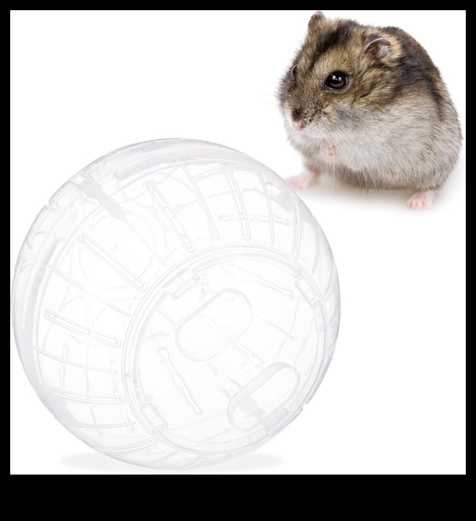 ما وراء الكرة: خيارات التمرين البديلة للهامستر