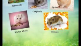 أشكال الهامستر تسلط أشعة الشمس في التدريب عن روبوروفسكي والهامستر السوري والقزم 6 تسليط الضوء على أنواع الهامستر: التعرف على الهامستر روبوروفسكي والسورية والقزم