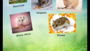 تسليط الضوء على أنواع الهامستر: التعرف على الهامستر روبوروفسكي والسورية والقزم