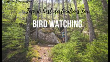 جنة الطيور: أفضل الوجهات لمشاهدة الطيور