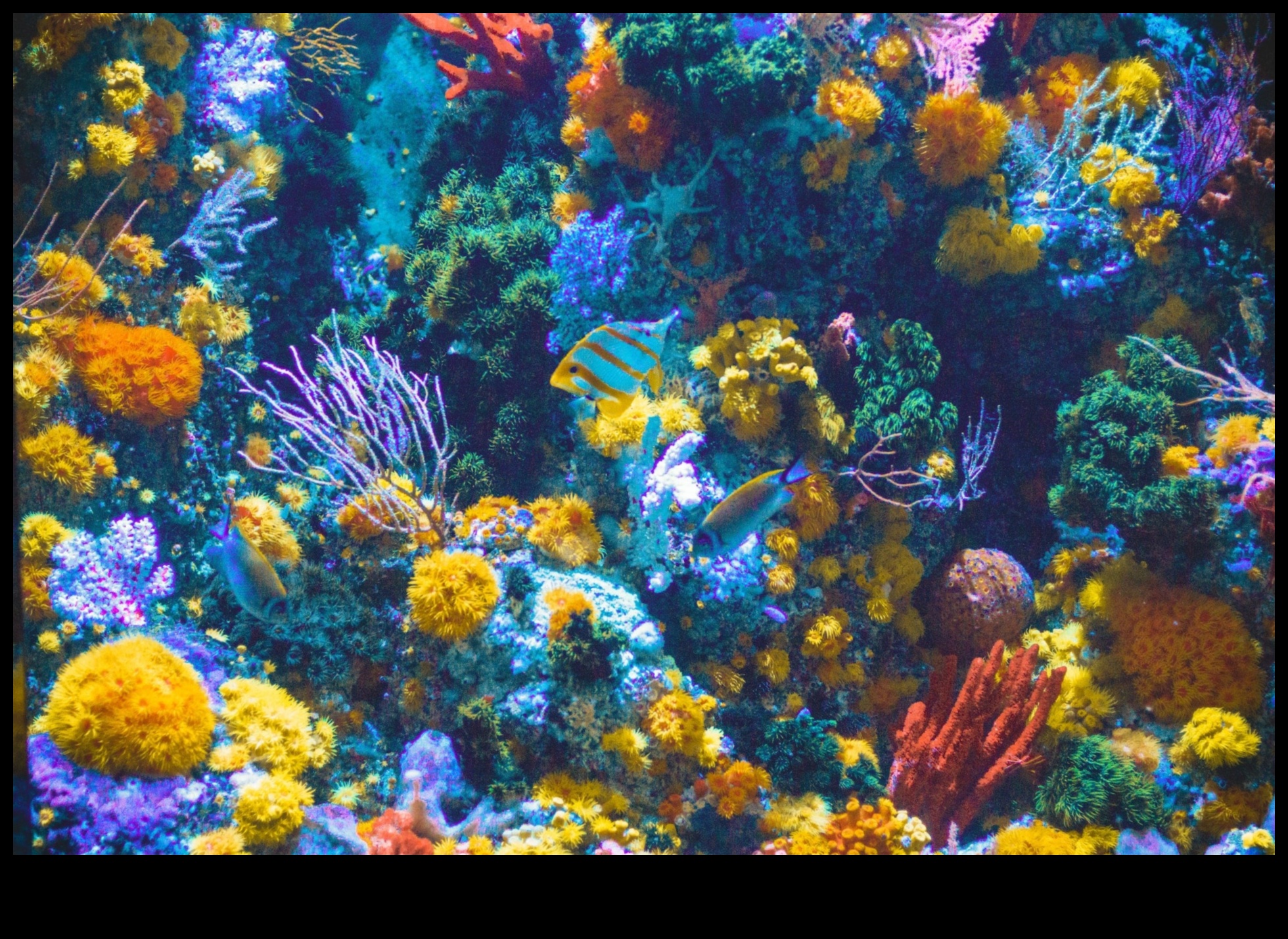 تابع DIY لخزان الأسماك: صياغة مناظر طبيعية ساحرة تحت الماء