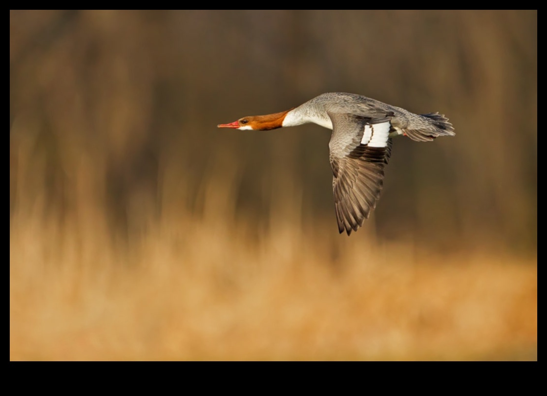 الطيور أثناء الطيران واصلت إتقان فن التحليق 1 استمرار الطيور في الرحلة: إتقان فن الارتفاع